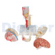 Didactic Deluxe Skull 7 Parts Bonkile